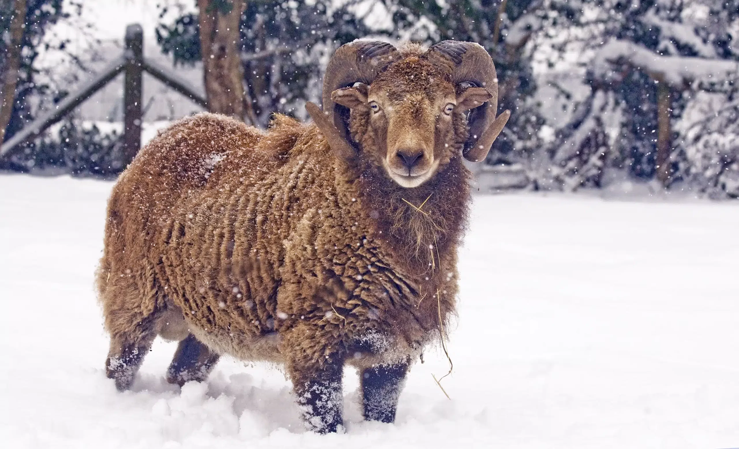 soay ram in the december snow steve weaver scaled.jpg